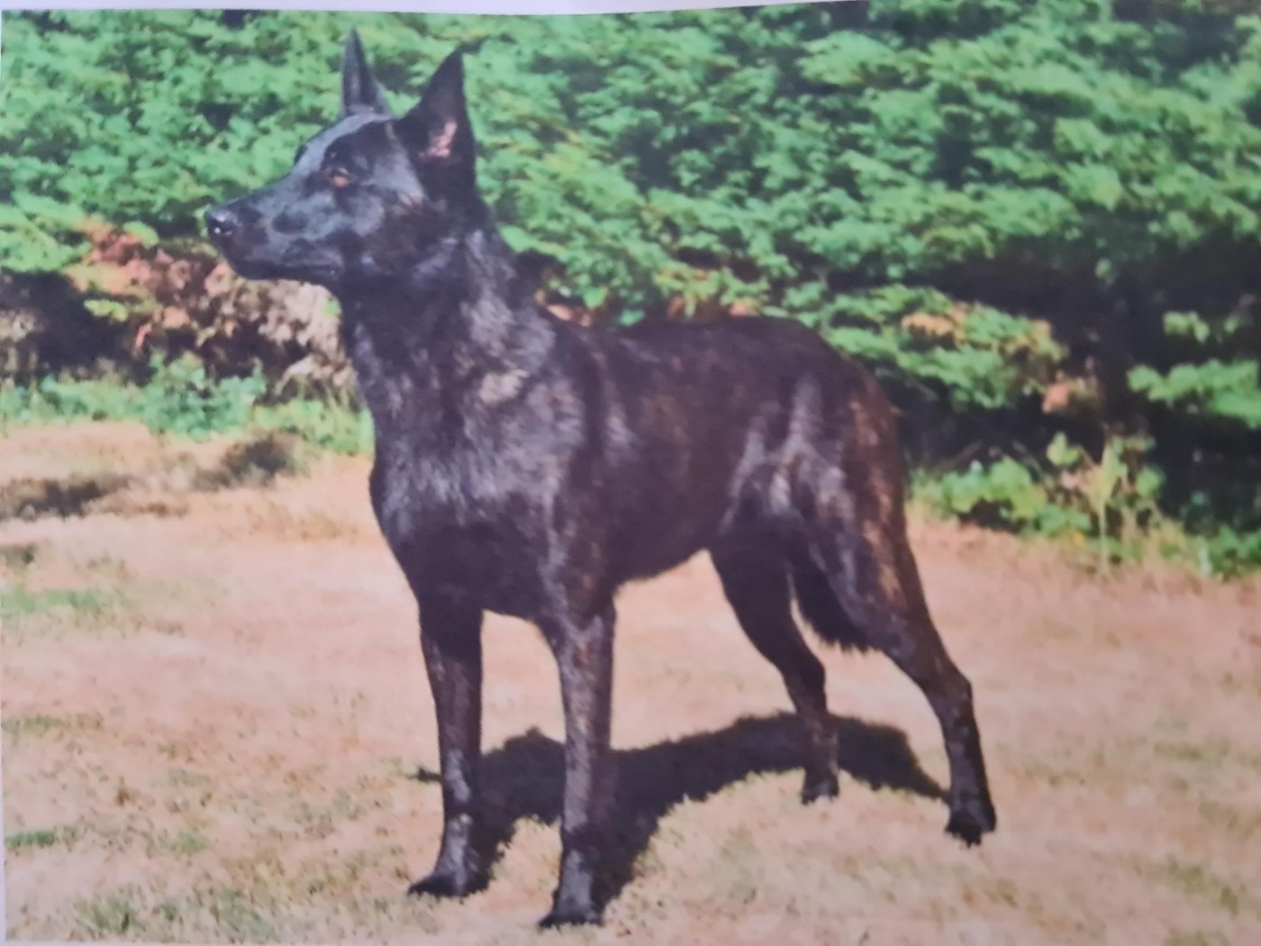 Mariage effectué ce lundi 27Janvier 2026 entre PIN-UP Dovahkiil Daal et MAX Paradise on Earth.