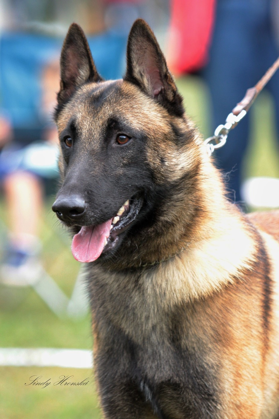 Mariage effectué ce samedi 24 Janvier 2026 entre UTAH de la Butte des Crocs Blancs et UNDERCUT Maski du Van Lappeenranta