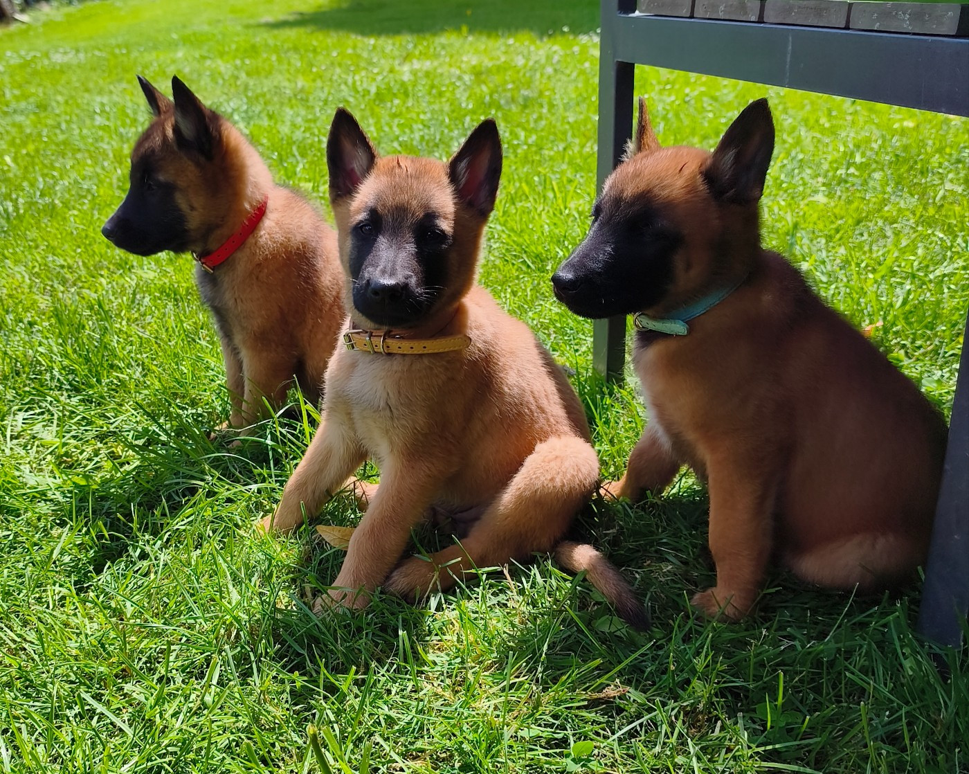 Plus de BB Malinois pour cette année.
