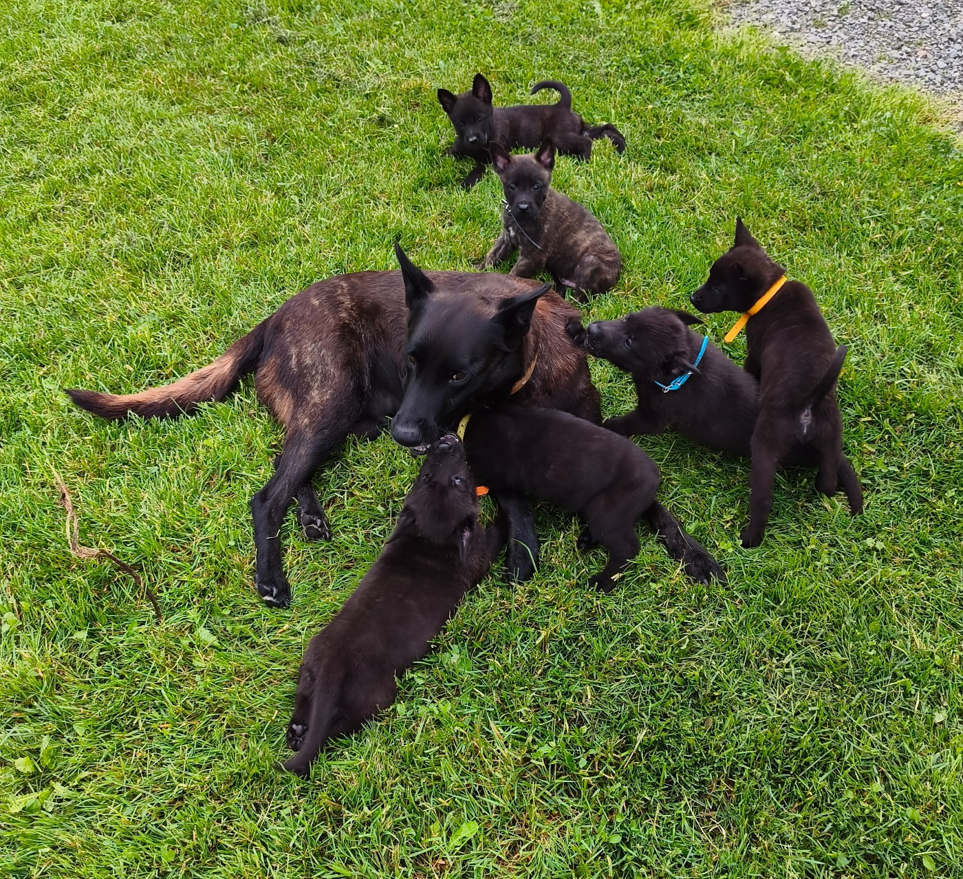 2 Beaux BB Mâles LOF sont disponibles à la réservation. Départs prévu le 21 MAI 2026.