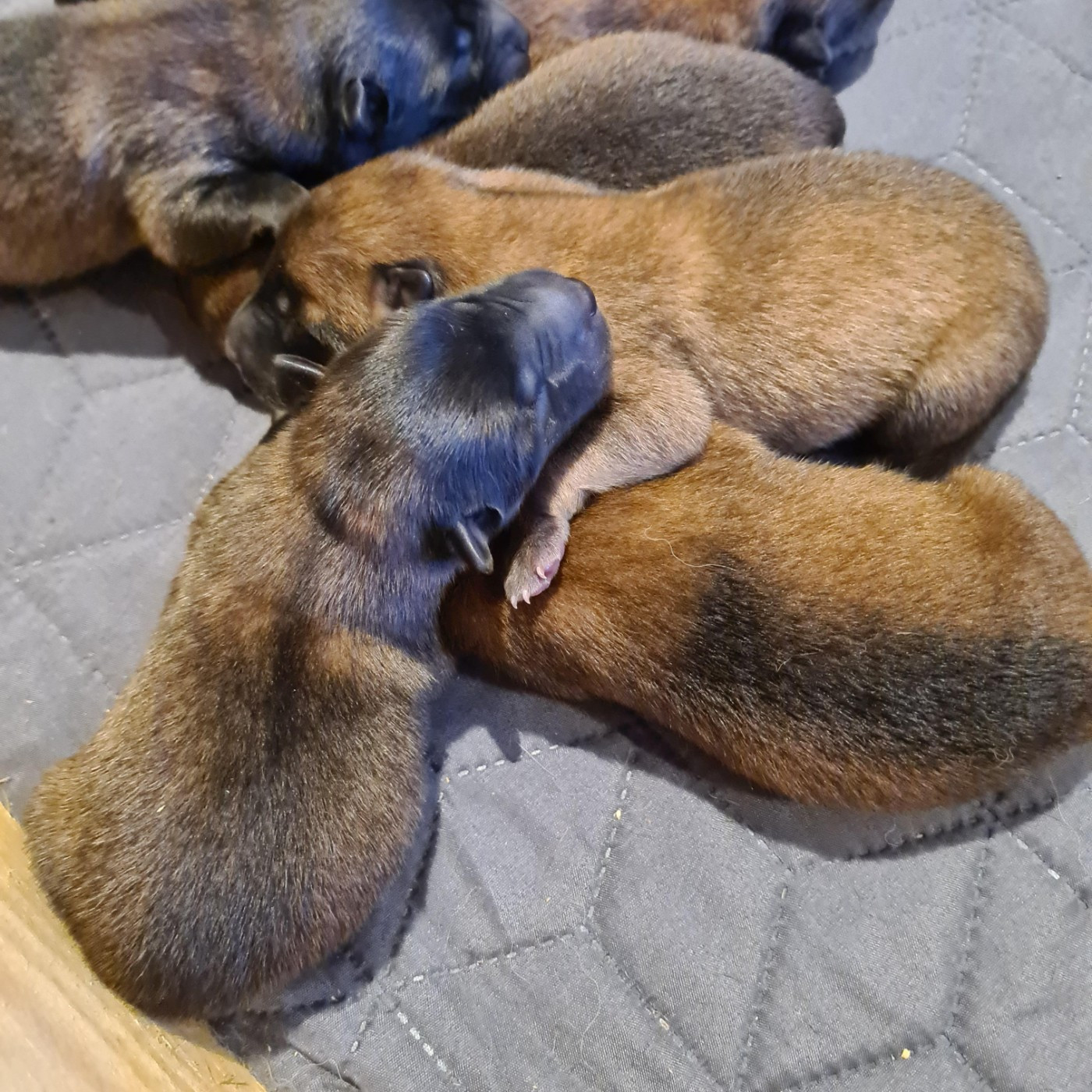 Du Domaine Du Pont De Loye - Chiots disponibles - Berger Belge