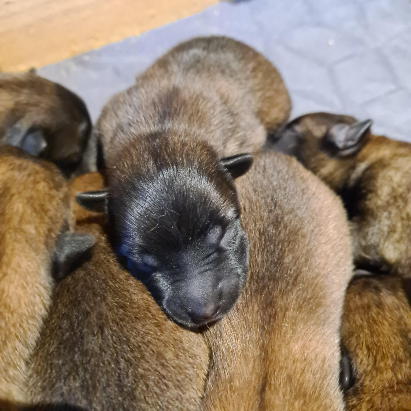 Du Domaine Du Pont De Loye - Chiots disponibles - Berger Belge