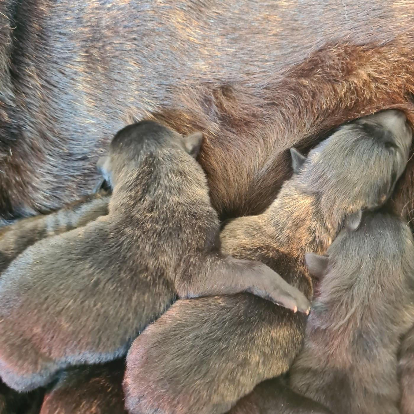 Du Domaine Du Pont De Loye - Chiots disponibles - Berger hollandais