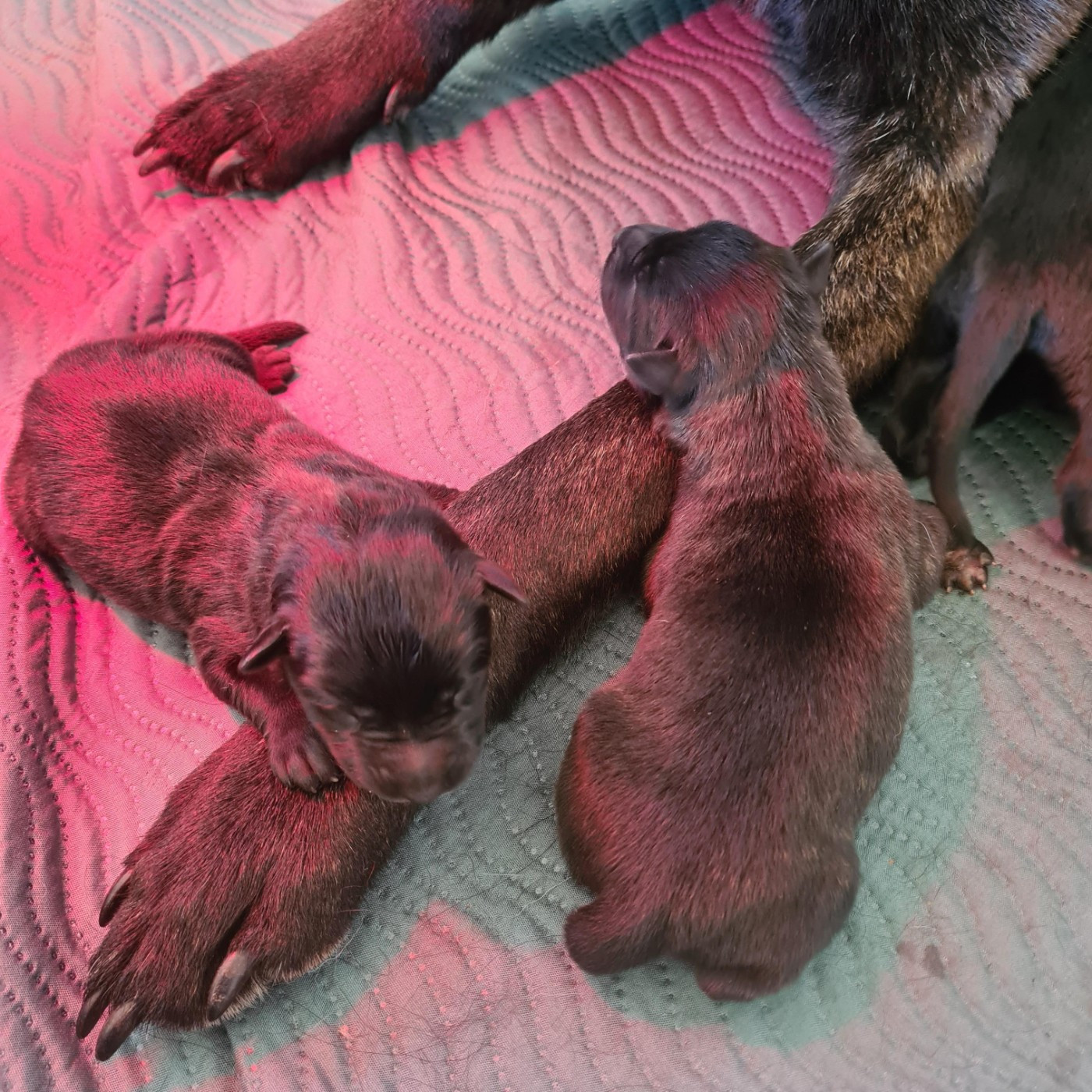 Du Domaine Du Pont De Loye - Chiots disponibles - Berger hollandais