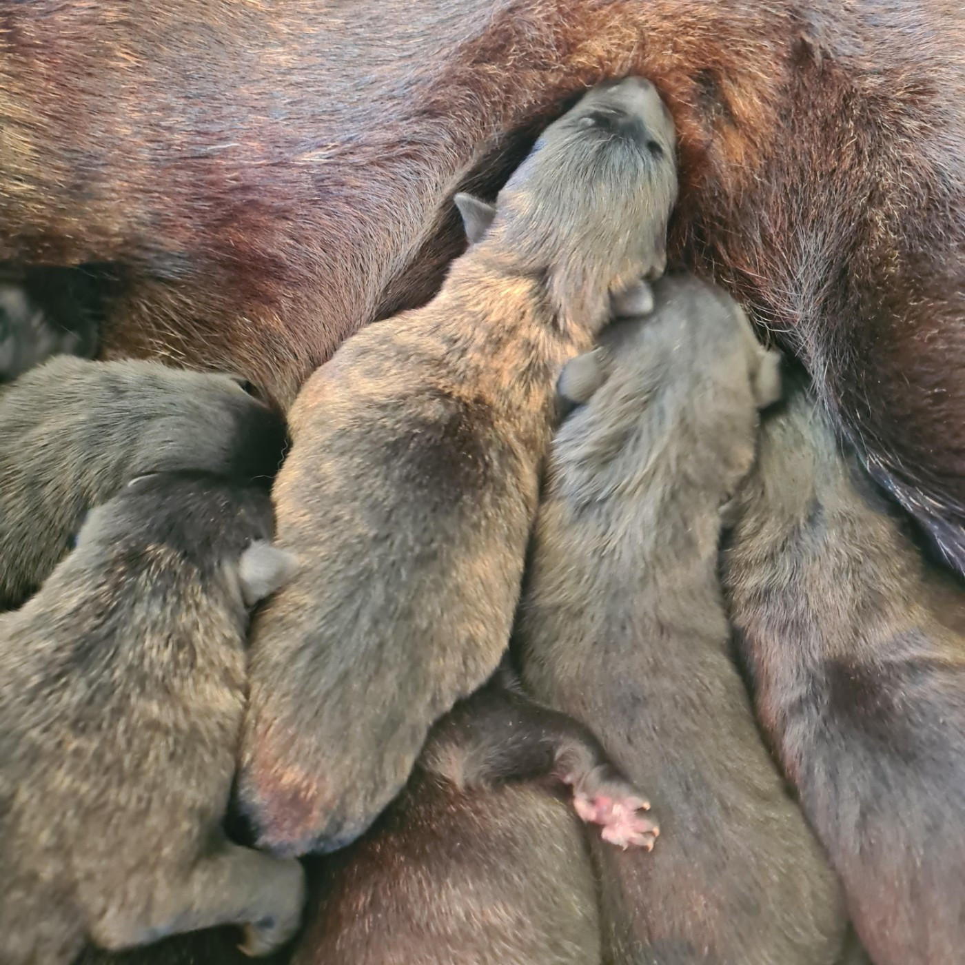 Du Domaine Du Pont De Loye - Chiots disponibles - Berger hollandais