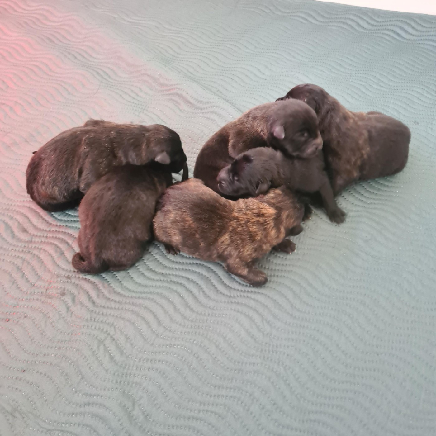 Du Domaine Du Pont De Loye - Chiots disponibles - Berger hollandais