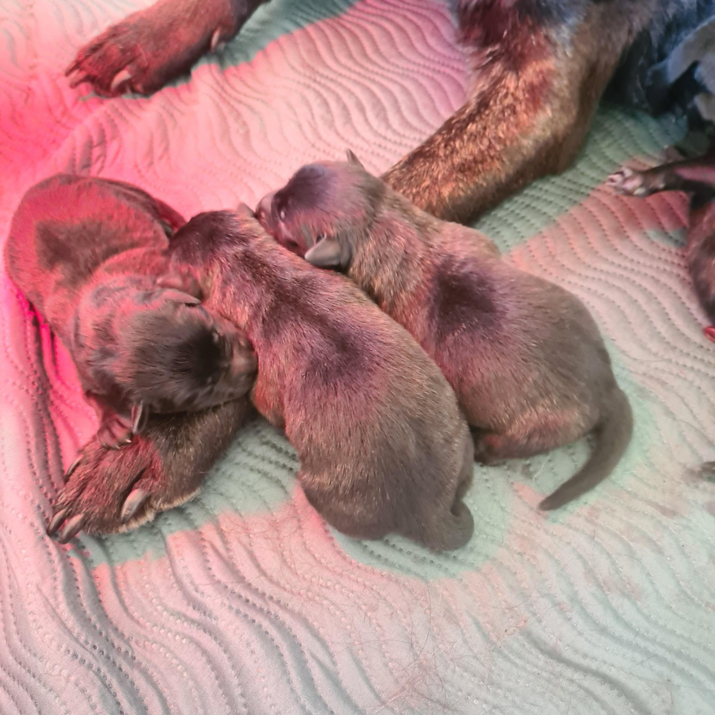 Du Domaine Du Pont De Loye - Chiots disponibles - Berger hollandais