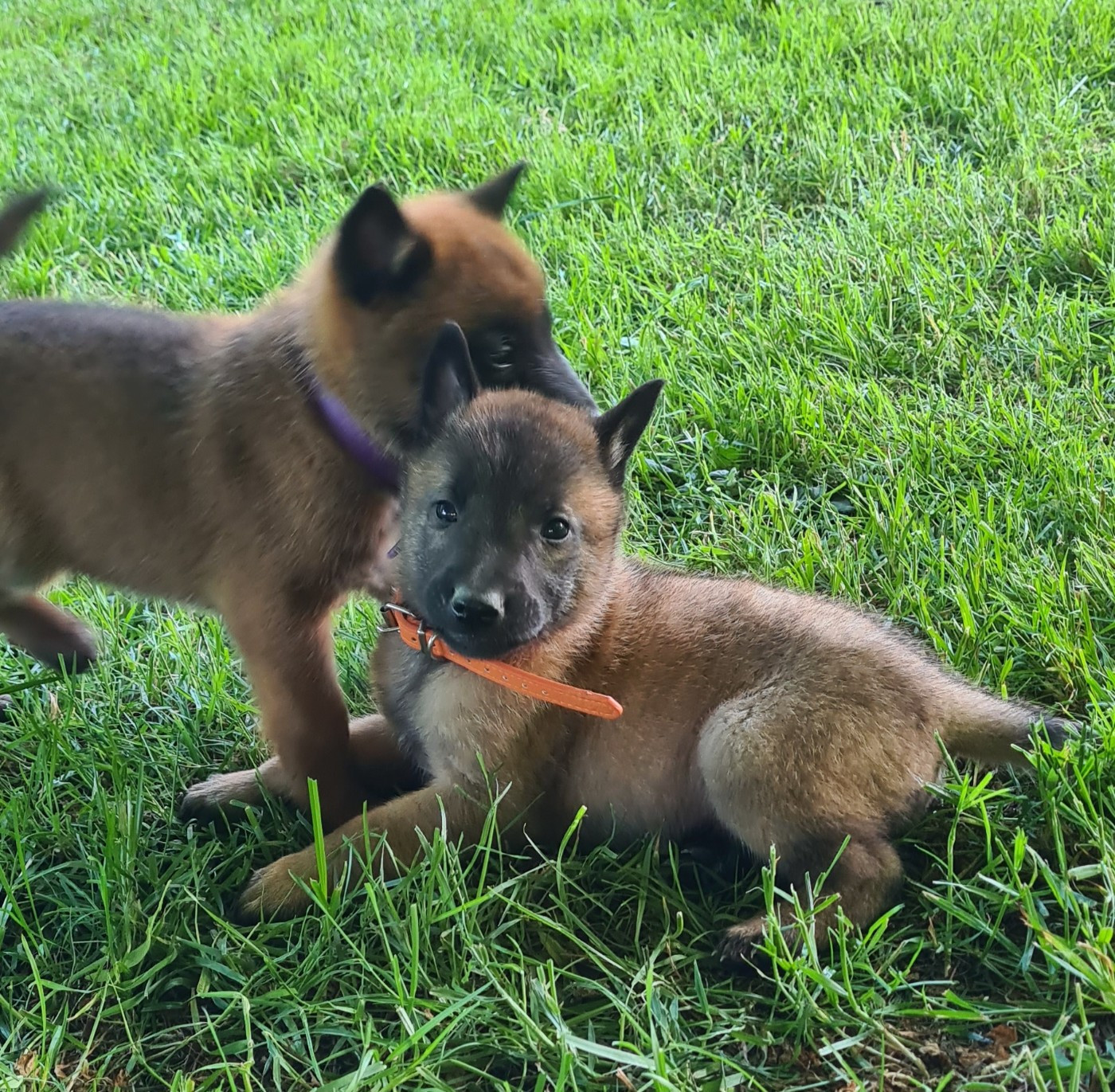 Du Domaine Du Pont De Loye - Chiots disponibles - Berger Belge