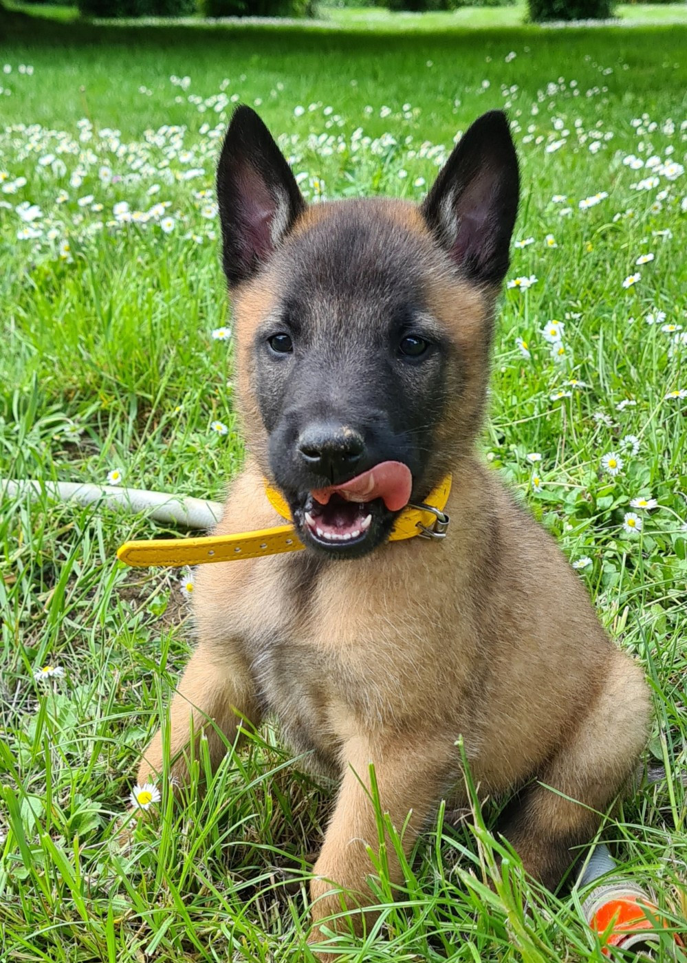 Du Domaine Du Pont De Loye - Chiots disponibles - Berger Belge