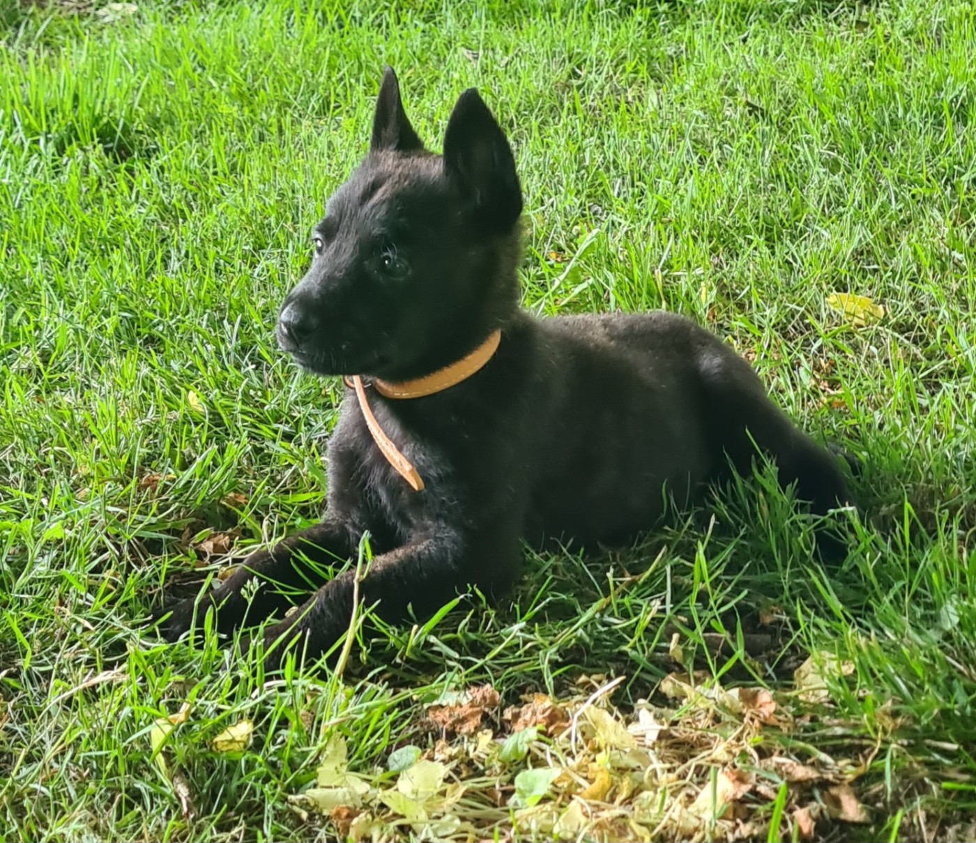 Du Domaine Du Pont De Loye - Chiots disponibles - Berger hollandais