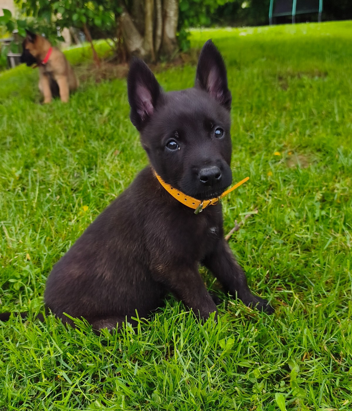 Du Domaine Du Pont De Loye - Chiots disponibles - Berger hollandais