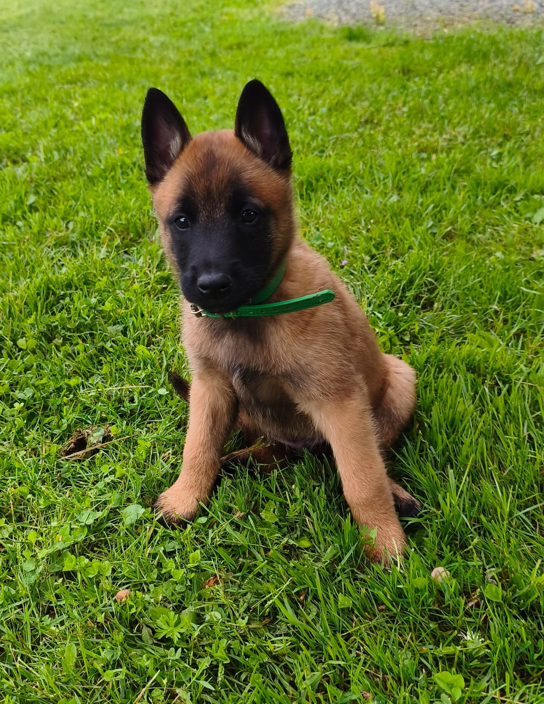 Du Domaine Du Pont De Loye - Chiots disponibles - Berger Belge