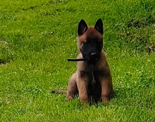 Du Domaine Du Pont De Loye - Chiots disponibles - Berger Belge