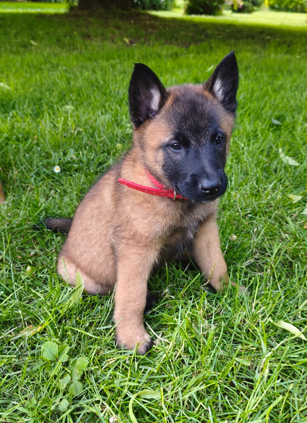 Du Domaine Du Pont De Loye - Chiots disponibles - Berger Belge