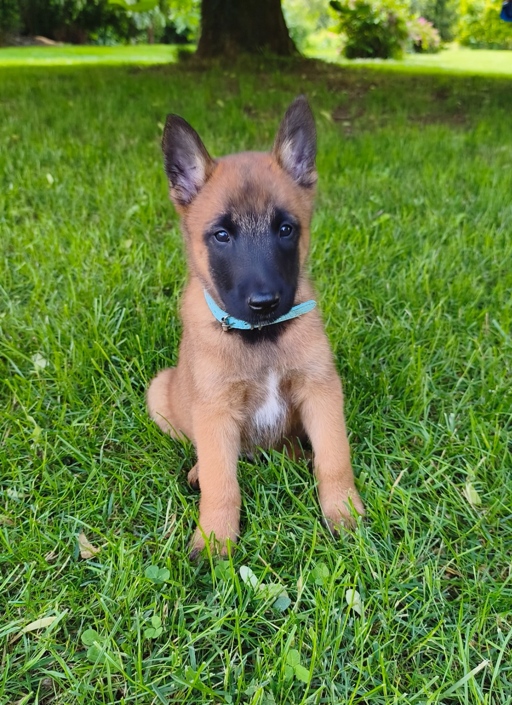 Du Domaine Du Pont De Loye - Chiots disponibles - Berger Belge