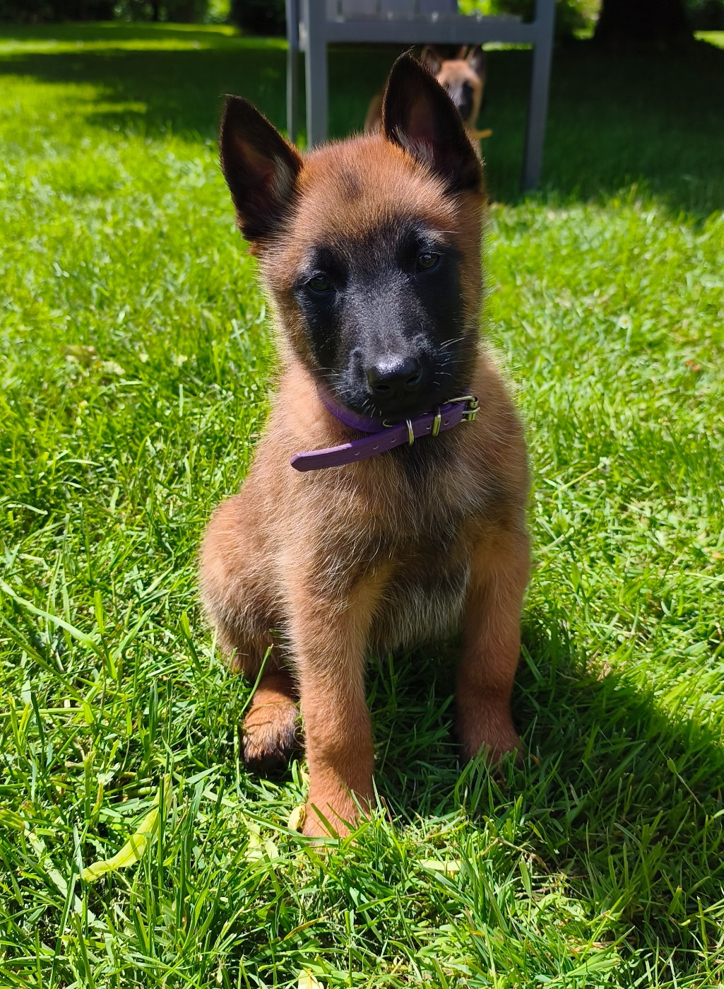 CHIOT 8