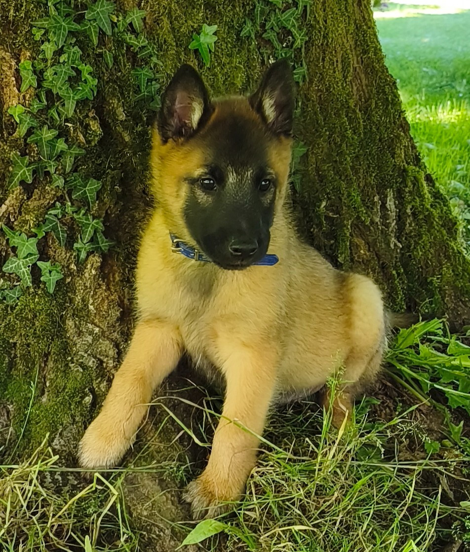 CHIOT 6