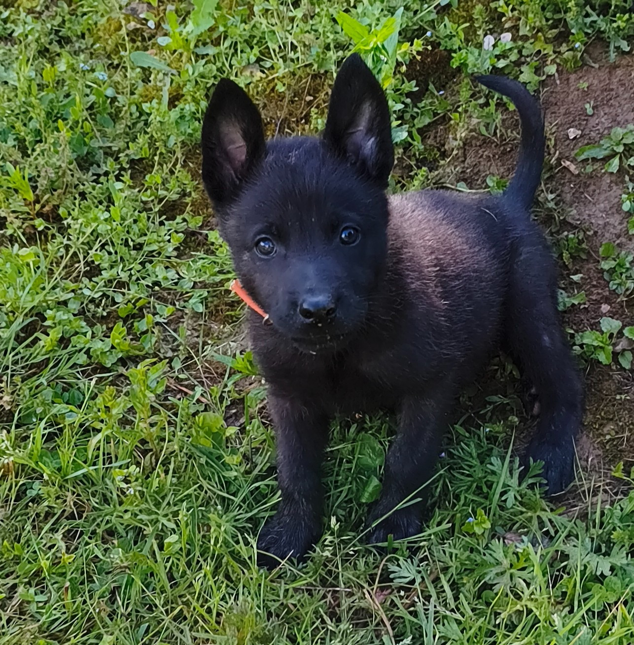Du Domaine Du Pont De Loye - Chiots disponibles - Berger hollandais