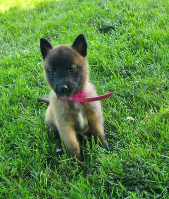 CHIOT 2