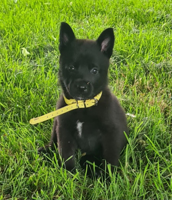 CHIOT 3