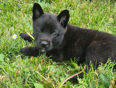 CHIOT 5