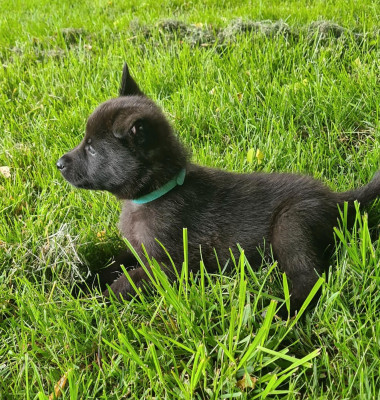 CHIOT 4