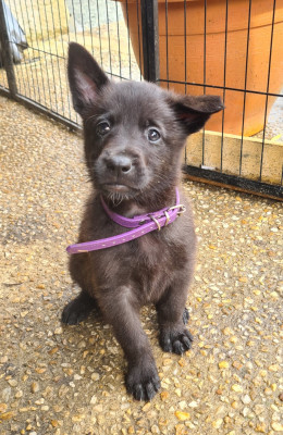 CHIOT 2