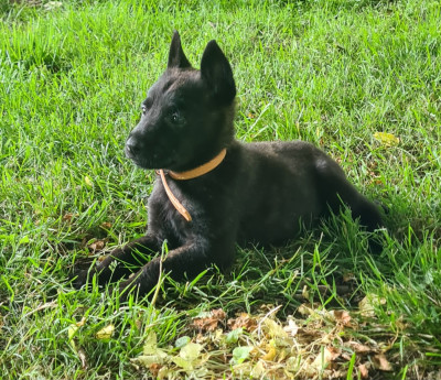 CHIOT 9