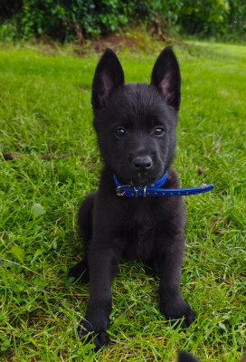 CHIOT 10