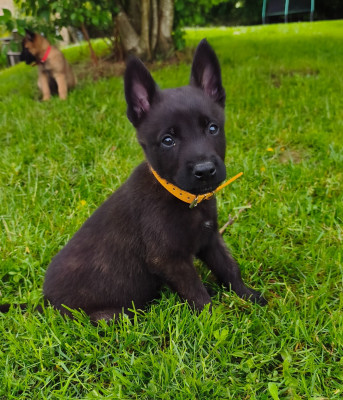 CHIOT 8