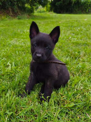 CHIOT 7