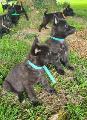CHIOT 1