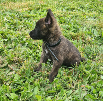 CHIOT 11