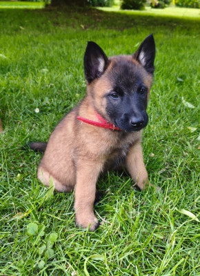 CHIOT 5
