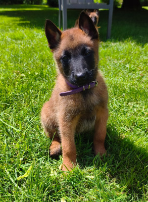 CHIOT 8