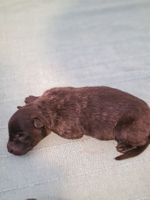 CHIOT