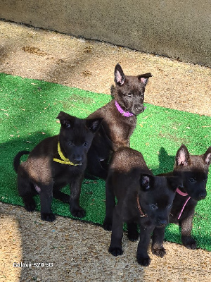 CHIOT