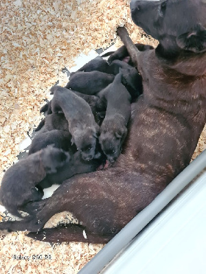 CHIOT